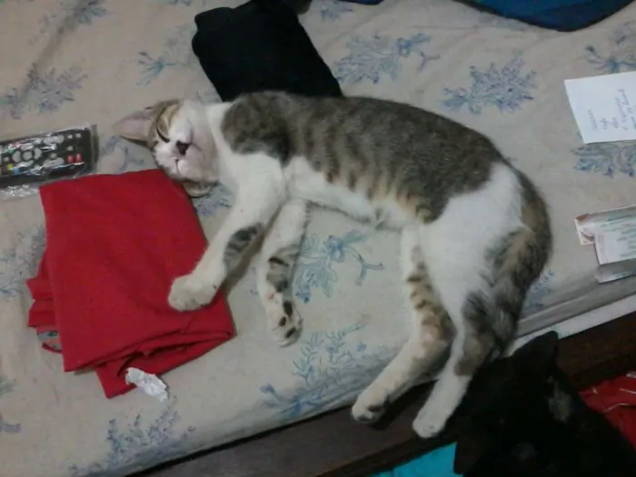 Gato ra a  idade 7 a 11 meses nome mukeka