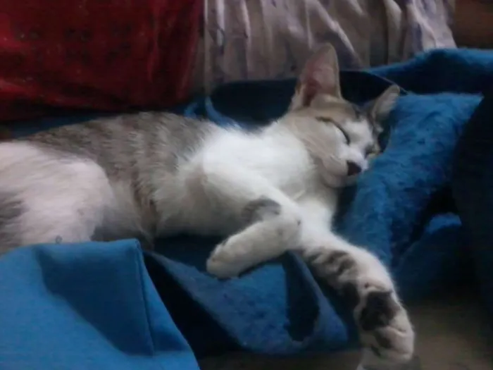 Gato ra a  idade 7 a 11 meses nome mukeka