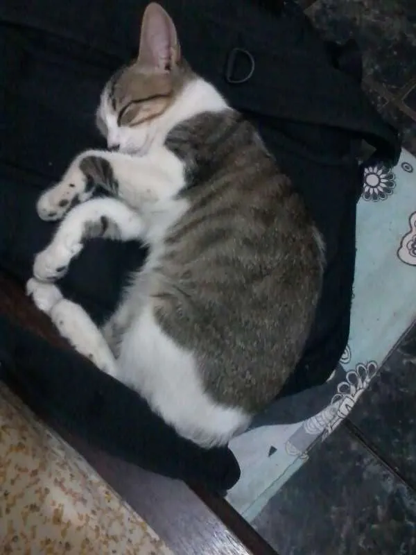 Gato ra a  idade 7 a 11 meses nome mukeka