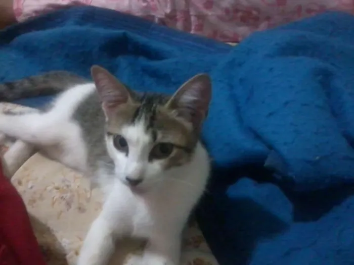 Gato ra a  idade 7 a 11 meses nome mukeka