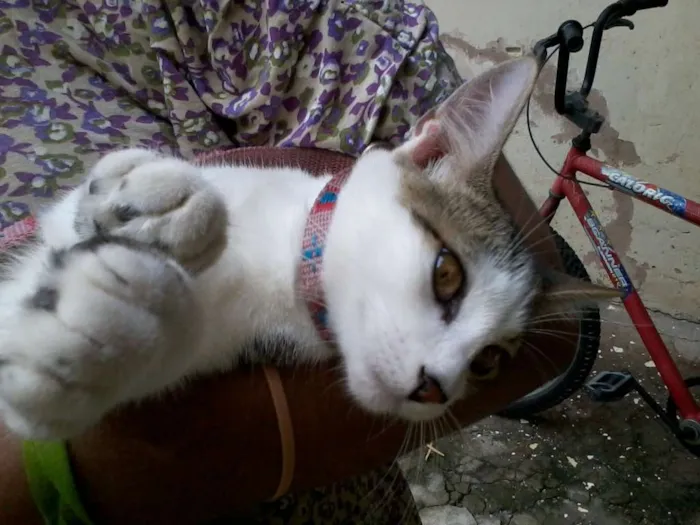 Gato ra a  idade 7 a 11 meses nome mukeka