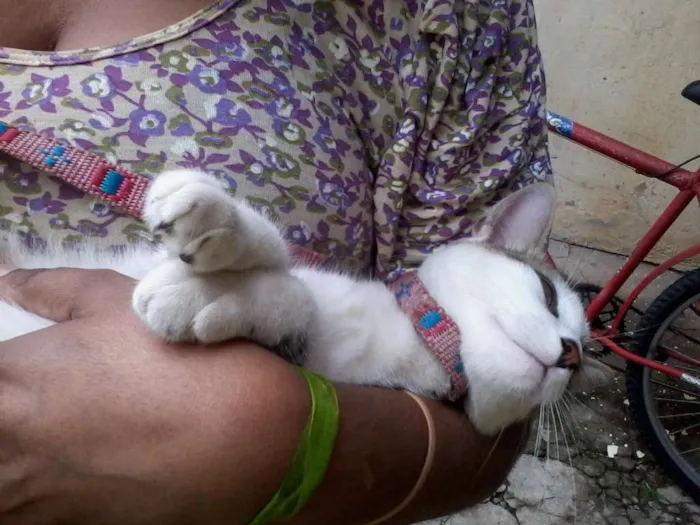Gato ra a  idade 7 a 11 meses nome mukeka