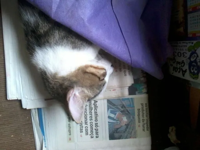 Gato ra a  idade 7 a 11 meses nome mukeka