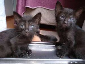 Gato raça Não definida idade 2 a 6 meses nome Cherry e panterinha