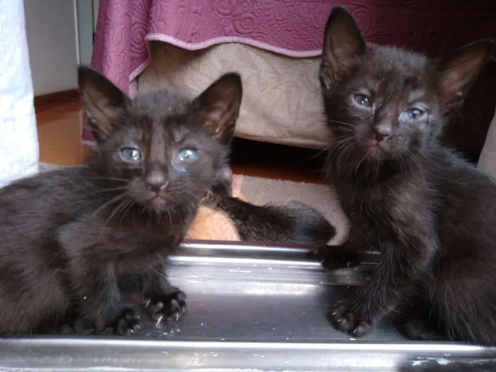 Gato ra a Não definida idade 2 a 6 meses nome Cherry e panterinha
