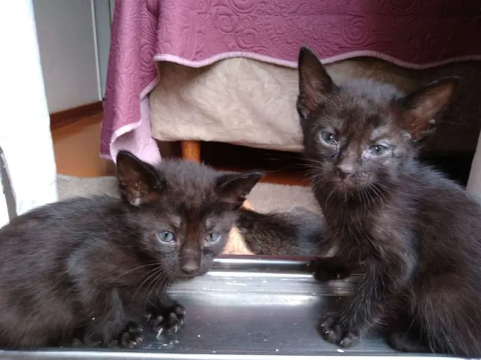 Gato ra a Não definida idade 2 a 6 meses nome Cherry e panterinha