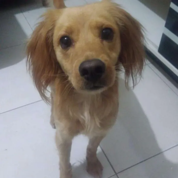 Cachorro ra a Não definido idade  nome Guerreiro