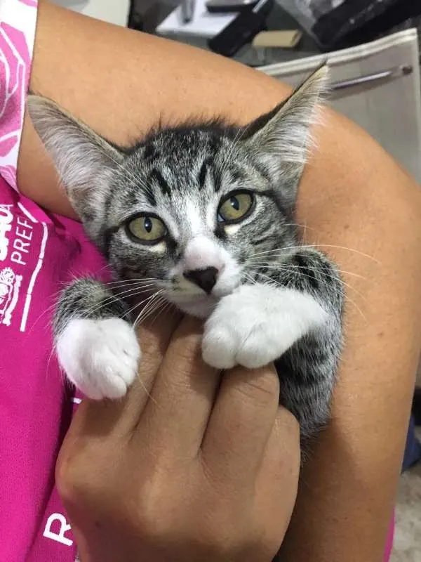 Gato ra a nao sei idade Abaixo de 2 meses nome de meias