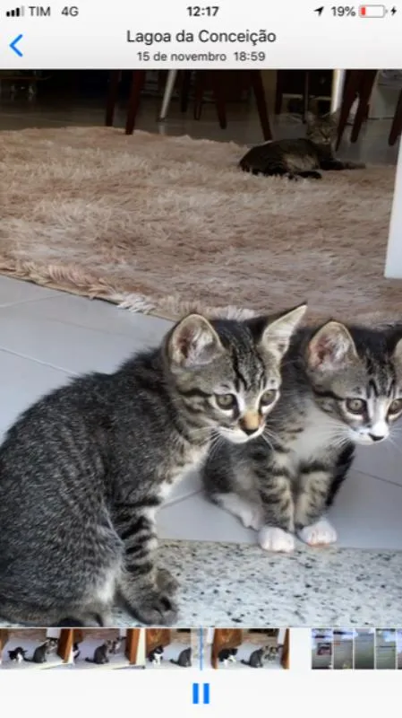 Gato ra a nao sei idade Abaixo de 2 meses nome de meias