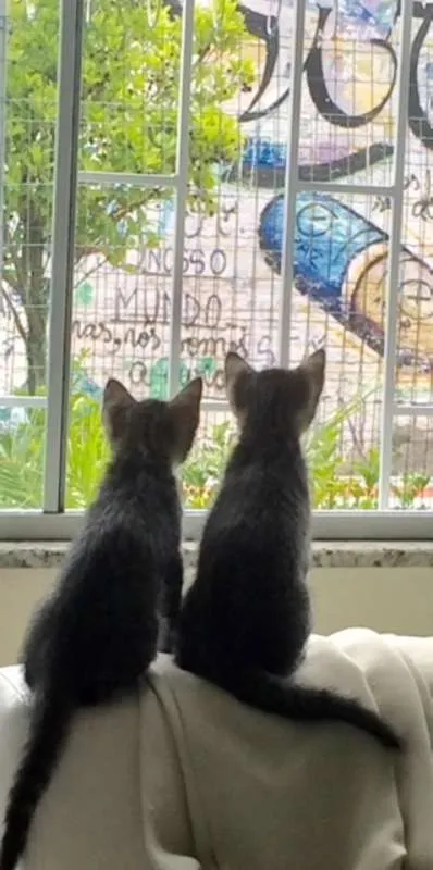 Gato ra a nao sei idade Abaixo de 2 meses nome de meias