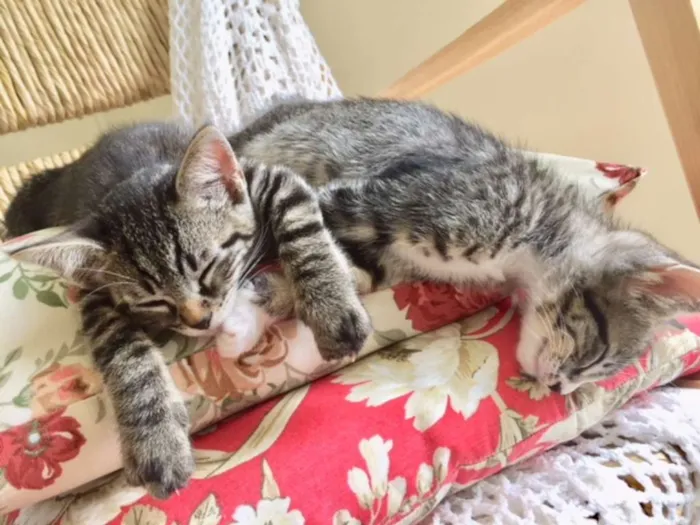 Gato ra a nao sei idade Abaixo de 2 meses nome de meias