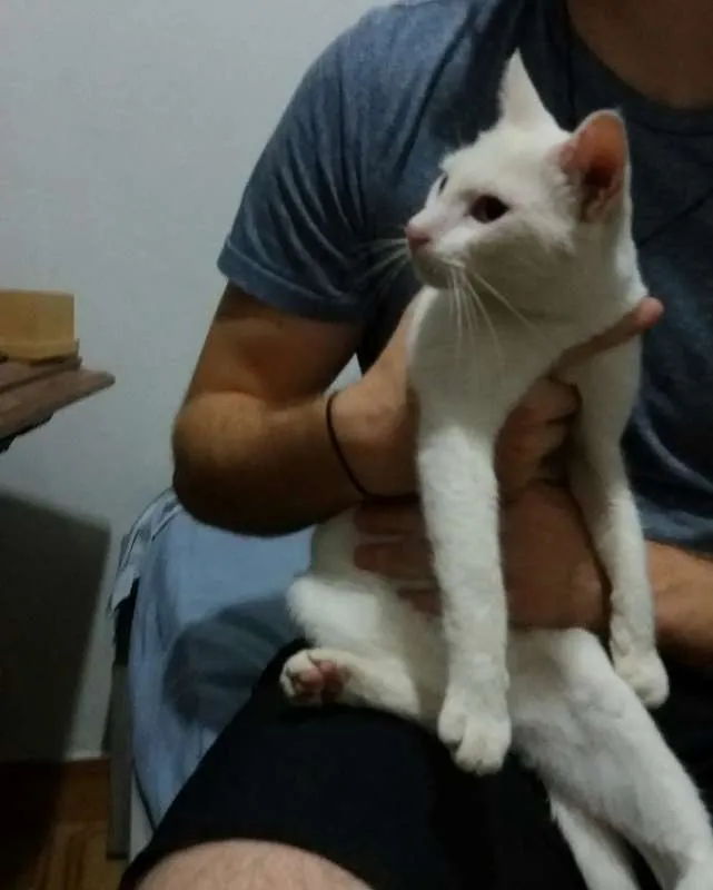 Gato ra a  idade 7 a 11 meses nome Luna