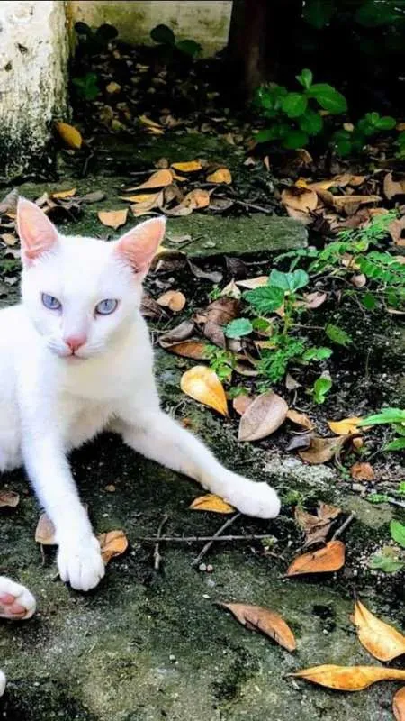 Gato ra a SRD idade 7 a 11 meses nome Luna
