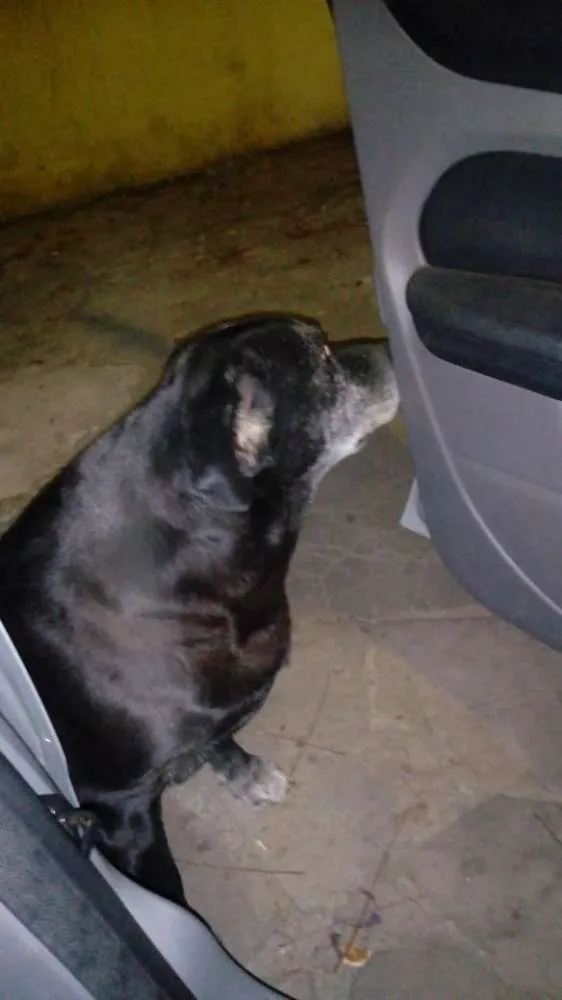 Cachorro ra a Labrador idade 6 ou mais anos nome Zeus