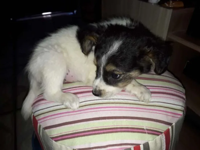 Cachorro ra a Border Collie com Vira-lata idade 2 a 6 meses nome Sem nome