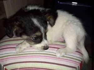 Cachorro raça Border Collie com Vira-lata idade 2 a 6 meses nome Sem nome