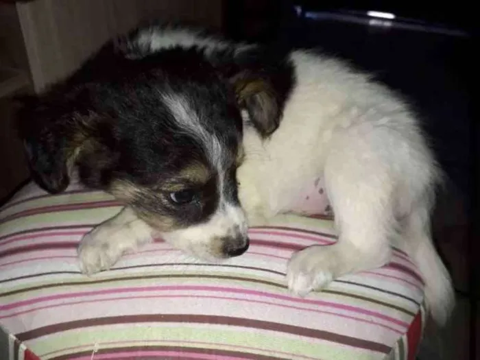 Cachorro ra a Border Collie com Vira-lata idade 2 a 6 meses nome Sem nome