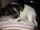 Cachorro raça Border Collie com Vira-lata idade 2 a 6 meses nome Sem nome