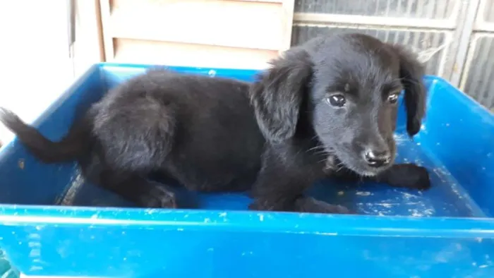 Cachorro ra a Border Collie com Vira-lata idade 2 a 6 meses nome Sapeca