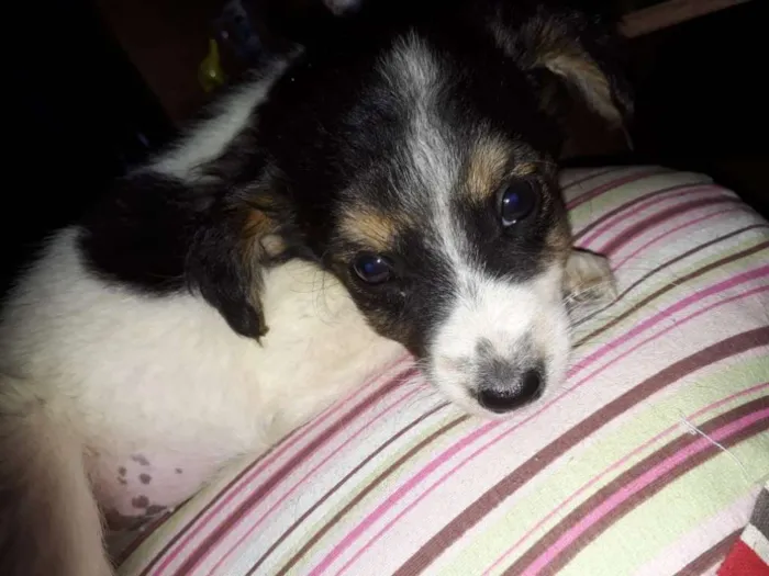 Cachorro ra a Border Collie com Vira-lata idade 2 a 6 meses nome Sem nome