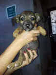 Marronzinha