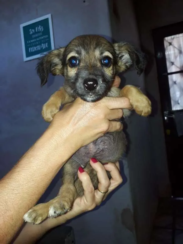 Cachorro ra a Border Collie com Vira-lata idade 2 a 6 meses nome Marronzinha