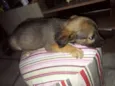 Marronzinha