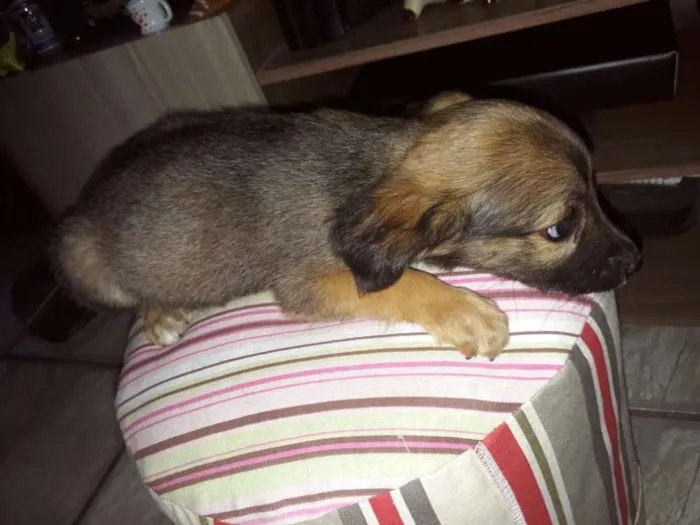 Cachorro ra a Border Collie com Vira-lata idade 2 a 6 meses nome Marronzinha