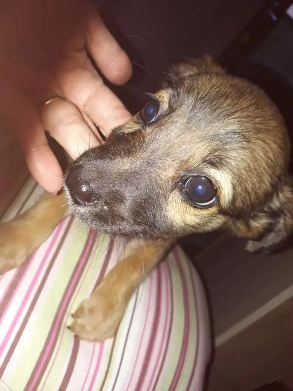 Cachorro ra a Border Collie com Vira-lata idade 2 a 6 meses nome Marronzinha