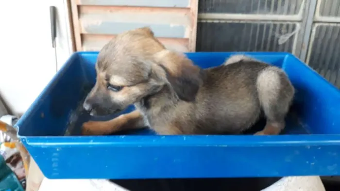 Cachorro ra a Border Collie com Vira-lata idade 2 a 6 meses nome Marronzinha