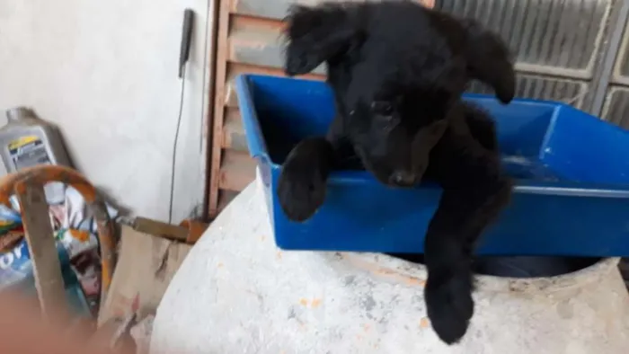Cachorro ra a Border Collie com Vira-lata idade 2 a 6 meses nome Lindona