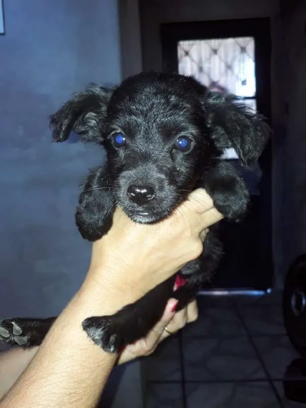 Cachorro ra a Border Collie com Vira-lata idade 2 a 6 meses nome Lindona