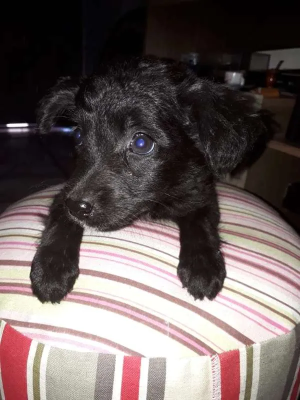 Cachorro ra a Border Collie com Vira-lata idade 2 a 6 meses nome Lindona