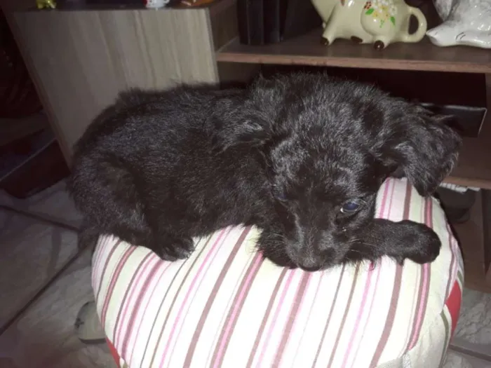 Cachorro ra a Border Collie com Vira-lata idade 2 a 6 meses nome Lindona