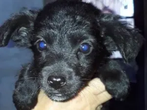 Cachorro raça Border Collie com Vira-lata idade 2 a 6 meses nome Lindona