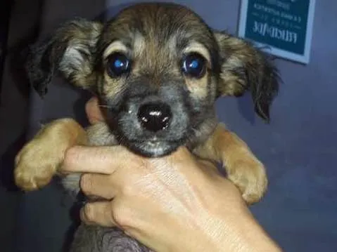 Cachorro ra a Border Collie com Vira-lata idade 2 a 6 meses nome Marronzinha