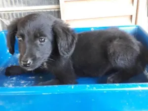 Cachorro raça Border Collie com Vira-lata idade 2 a 6 meses nome Sapeca