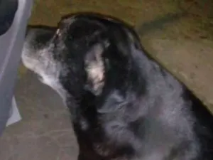 Cachorro raça Labrador idade 6 ou mais anos nome Zeus