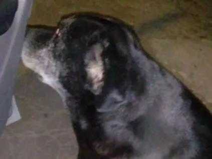 Cachorro ra a Labrador idade 6 ou mais anos nome Zeus
