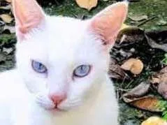 Gato ra a SRD idade 7 a 11 meses nome Luna