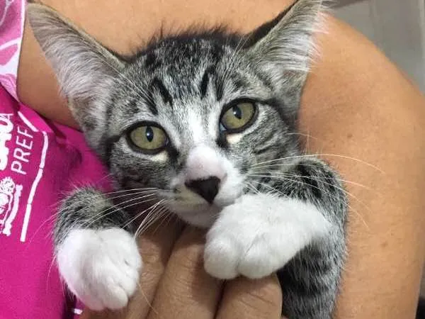 Gato ra a nao sei idade Abaixo de 2 meses nome de meias