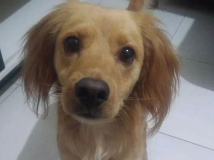 Cachorro ra a Não definido idade  nome Guerreiro