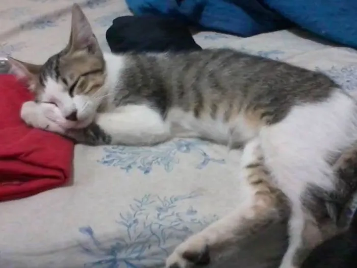 Gato ra a  idade 7 a 11 meses nome mukeka