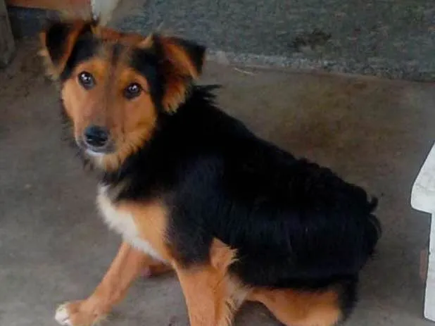 Cachorro ra a  idade 1 ano nome Lobinho