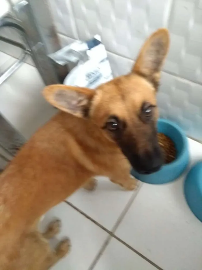 Cachorro raça Vira lata idade 7 a 11 meses nome Amarelo