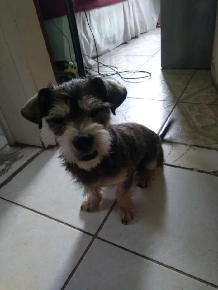 Cachorro raça Desconhecido idade 2 a 6 meses nome S/N 