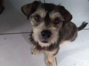 Cachorro raça Desconhecido idade 2 a 6 meses nome S/N 