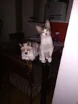 Tom e Jerry