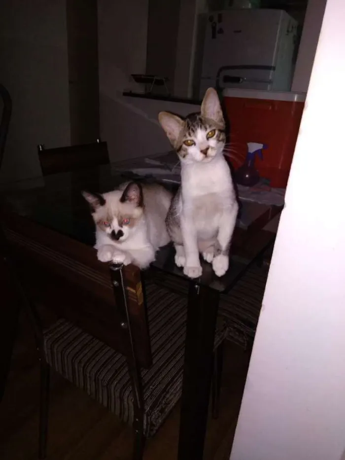 Gato ra a SRD idade 2 a 6 meses nome Tom e Jerry