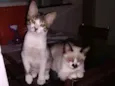 Tom e Jerry